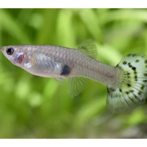 Direkt Vom Hersteller Guppy femelle Mix - Poecilia reticulata