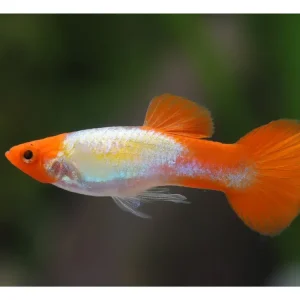 Wochenendangebot Guppy Koi Platinum Männchen - Poecilia reticulata