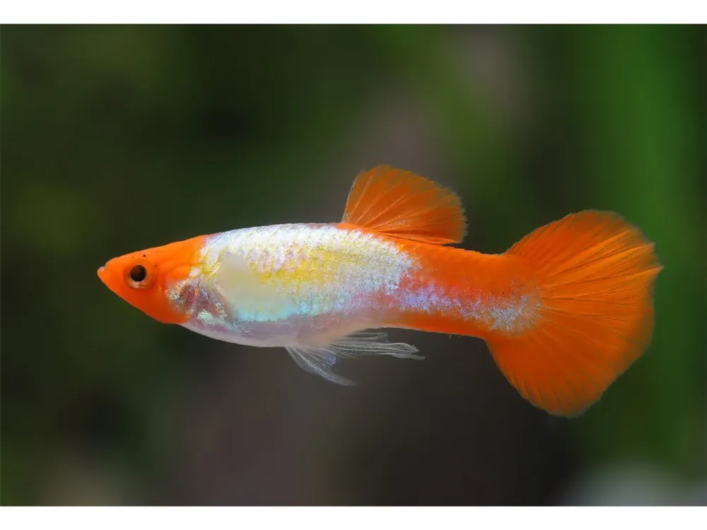 Wochenendangebot Guppy Koi Platinum Männchen - Poecilia reticulata