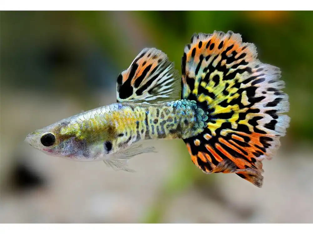 Guppy Luminous Leopardtail Männchen - Poecilia reticulata Neuheit