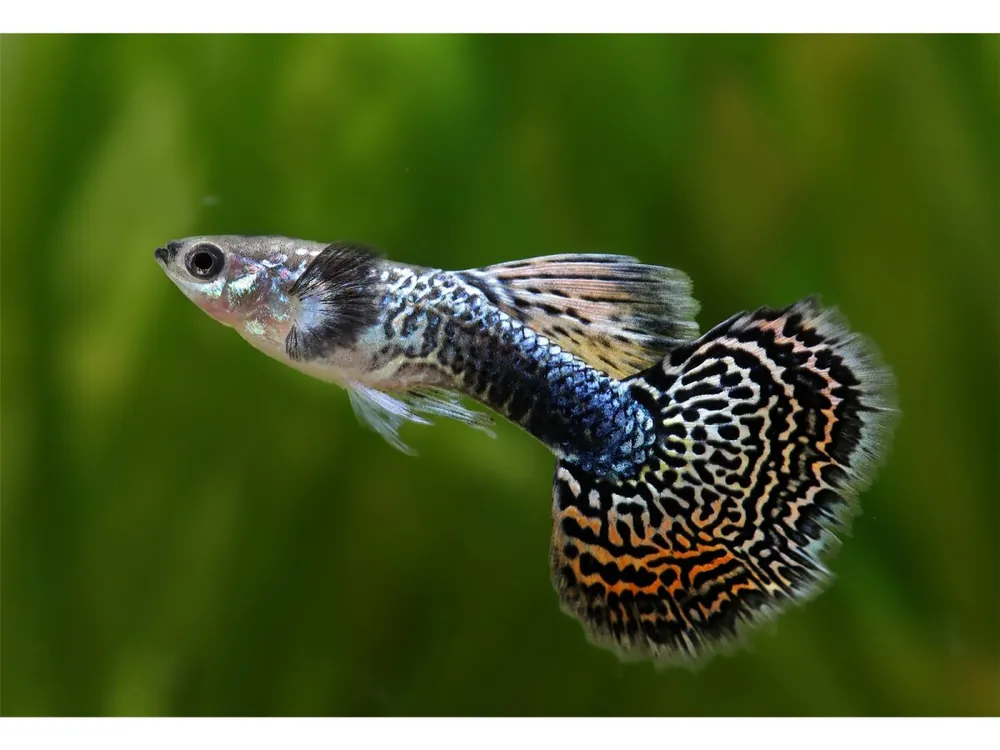 Neue Ware Guppy cobra mosaico maschio - Poecilia reticulata