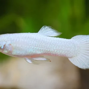 Guppy Platinum white Männchen - Poecilia reticulata Top-Angebot