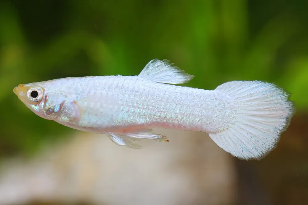 Guppy Platinum white Männchen - Poecilia reticulata Top-Angebot
