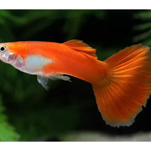 Guppy maschio rosso pieno - Poecilia reticulata Aktuell