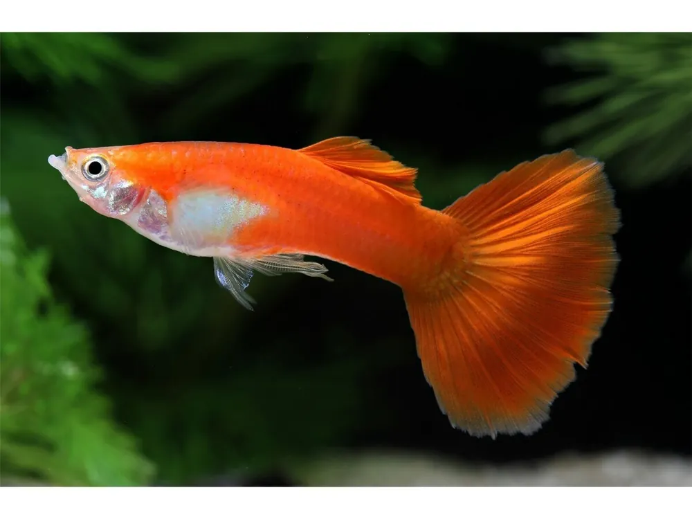 Guppy maschio rosso pieno - Poecilia reticulata Aktuell