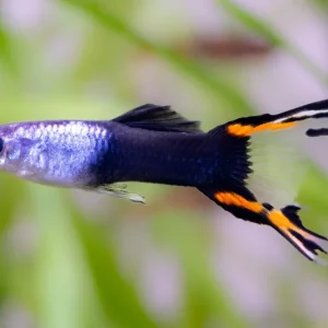 Preisreduziert Guppy double. HB queue de cobra rouge - Poecilia reticulata