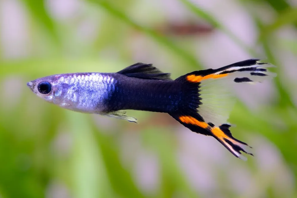 Abverkauf Guppy Doppels. HB cola de cobra roja - Poecilia reticulata