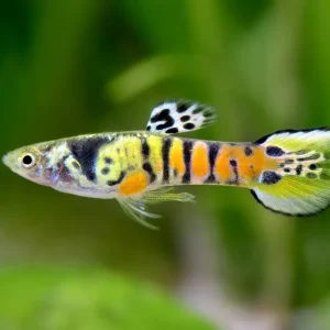 Guppy Endler jaune tigré mâle - Poecilia wingei Neu