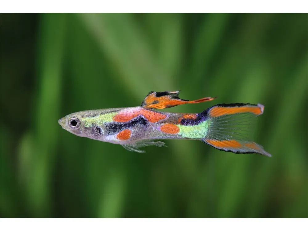 Guppy Endler mâle - Poecilia wingei Angebot
