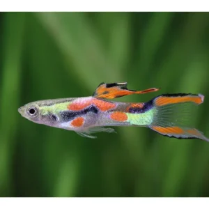 Guppy Endler maschio - Poecilia wingei Sonderangebot