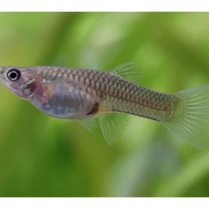 Guppy Endler hembra - Poecilia wingei Bestpreis