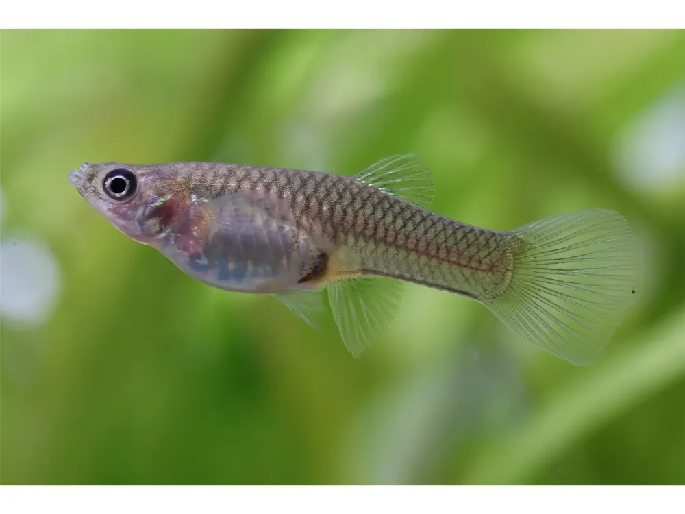 Guppy Endler hembra - Poecilia wingei Bestpreis