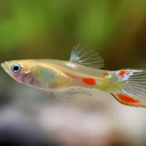 Guppy Endler calico mâle - Poecilia wingei Preiswert