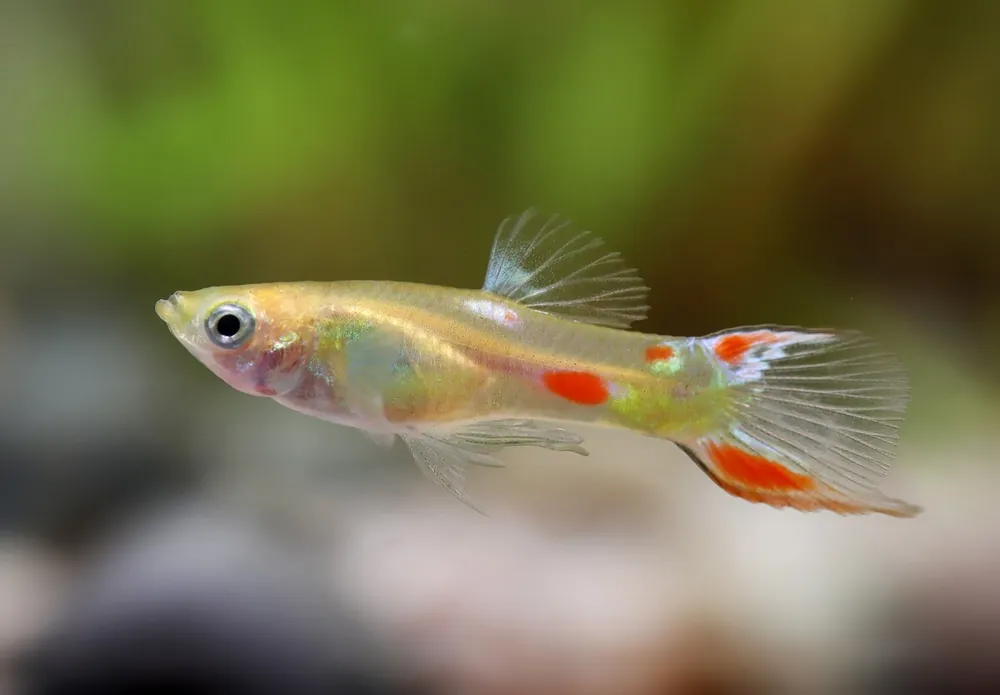 Guppy Endler calico mâle - Poecilia wingei Preiswert
