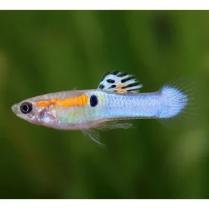 Sale Guppy Endler bleu laser mâle - Poecilia wingei