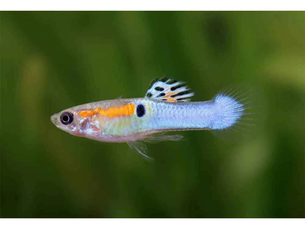 Expressversand Guppy Endler blu laser maschio - Poecilia wingei