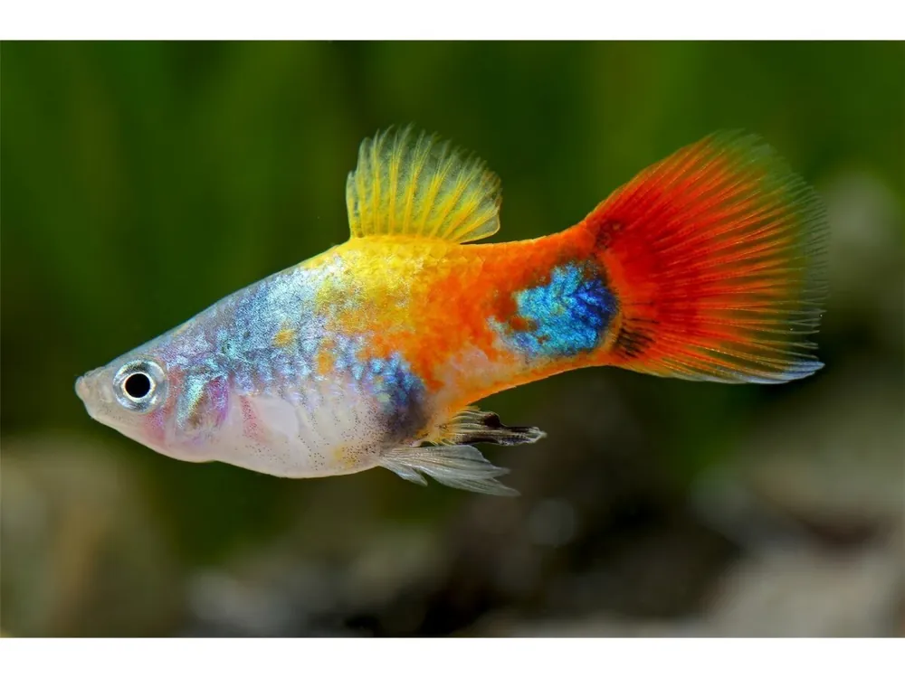 Mariposa Azul Platy Ratón Micky - Xiphophorus maculatus Nur Für Kurze Zeit