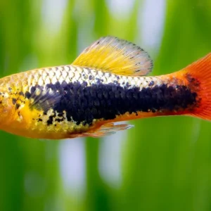 Preisreduziert Platy perroquet d'Hawaï - Xiphophorus variatus