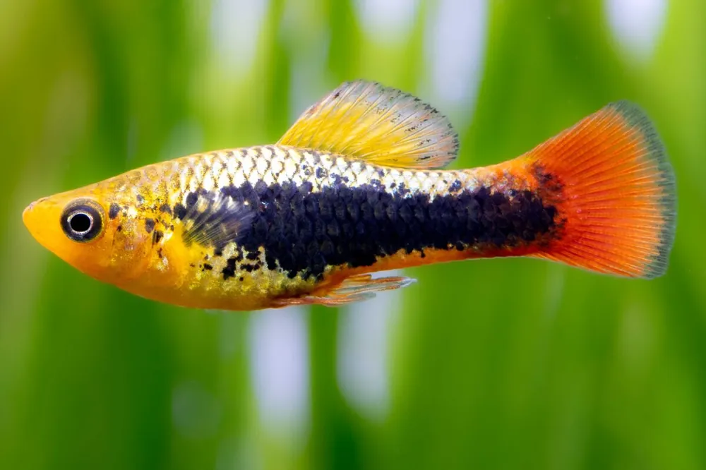 Cotorra hawaiana - Xiphophorus variatus Abverkauf