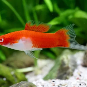 Koi cola de espada Kohaku - Xiphophorus helleri Saisonangebot