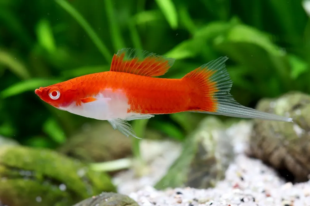 Koi cola de espada Kohaku - Xiphophorus helleri Saisonangebot