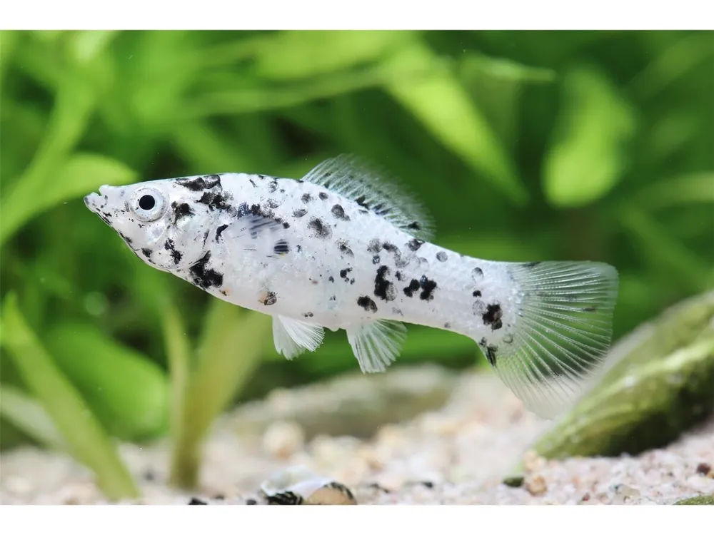 Molly silver marble - Poecilia sphenops Echt