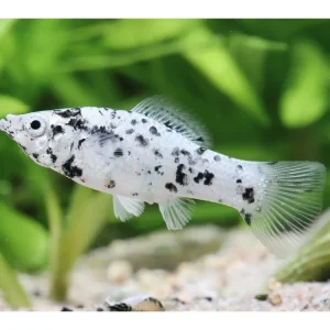 Top-Seller Molly marbré argenté - Poecilia sphenops