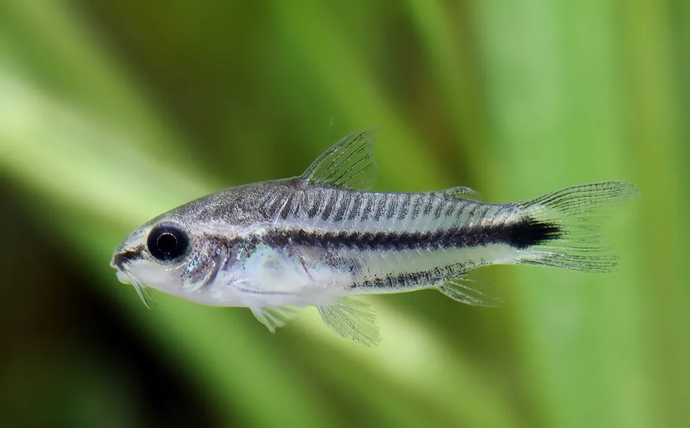 Begrenztes Angebot Poisson-chat nain - Corydoras pygmaeus