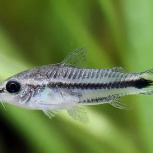 Siluro acorazado enano - Corydoras pygmaeus Knallerangebot