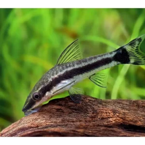 Poisson-ventouse nain - Otocinclus cf. affinis Jetzt Kaufen