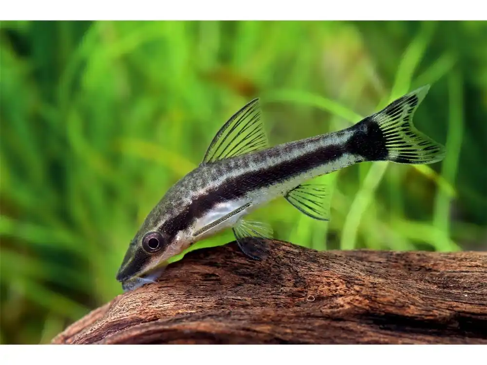 Poisson-ventouse nain - Otocinclus cf. affinis Jetzt Kaufen