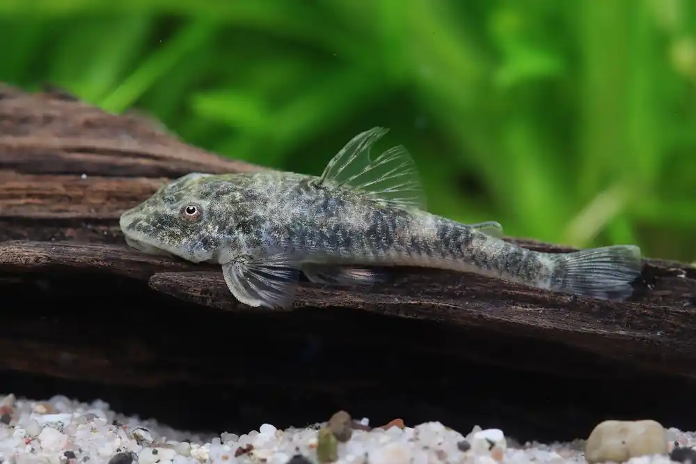 Meistverkauft Pitbull Otocinclus Nachzucht - Parotocinclus jumbo LDA 25