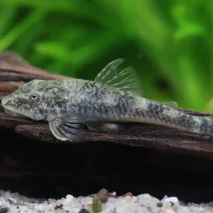 Otocinclus Pitbull élevage - Parotocinclus jumbo LDA 25 Mega-Angebot
