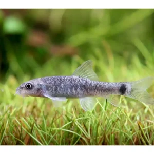 Poisson kangourou "à croquer" - Garra rufa Ausverkauf