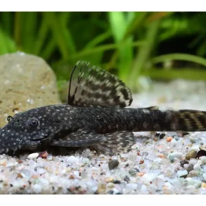 Blue antenna catfish approx. 2.5-3cm - Ancistrus dolichopterus Highlight