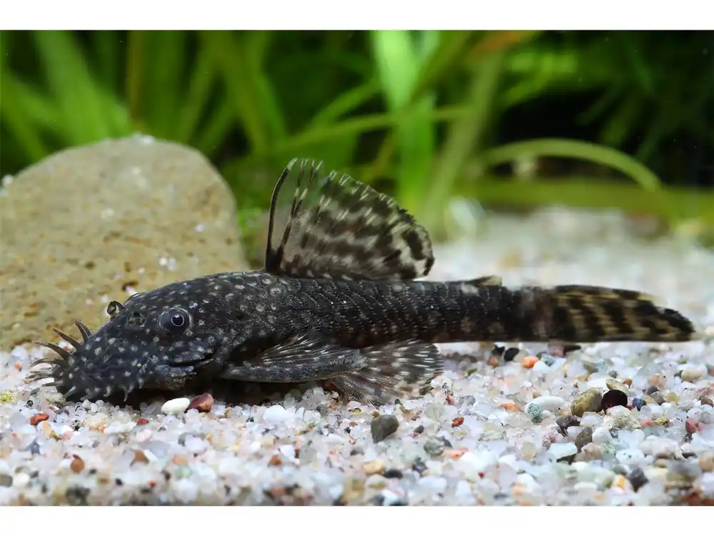 Preis Gesenkt Silure à antennes bleu env. 2,5-3cm - Ancistrus dolichopterus