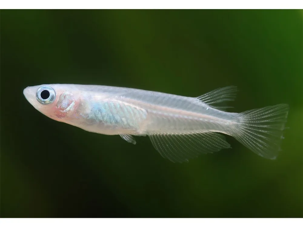 Medaka platinum - Oryzias latipes Highlight