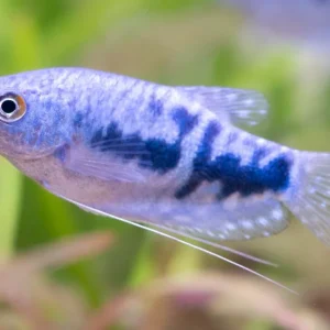 Blauer Fadenfisch - Trichogaster trichopterus Top-Preis