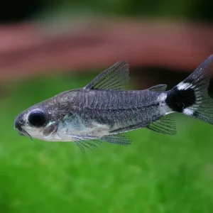 Solange Der Vorrat Reicht True dwarf armored catfish - Corydoras hastatus