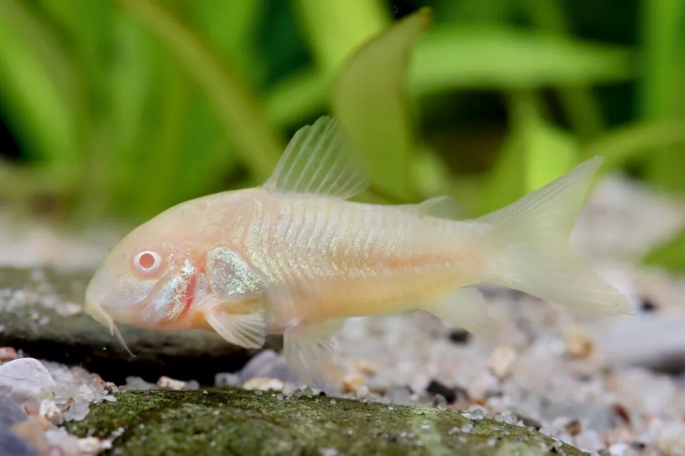 Albino armored catfish - Corydoras paleatus Solange Der Vorrat Reicht