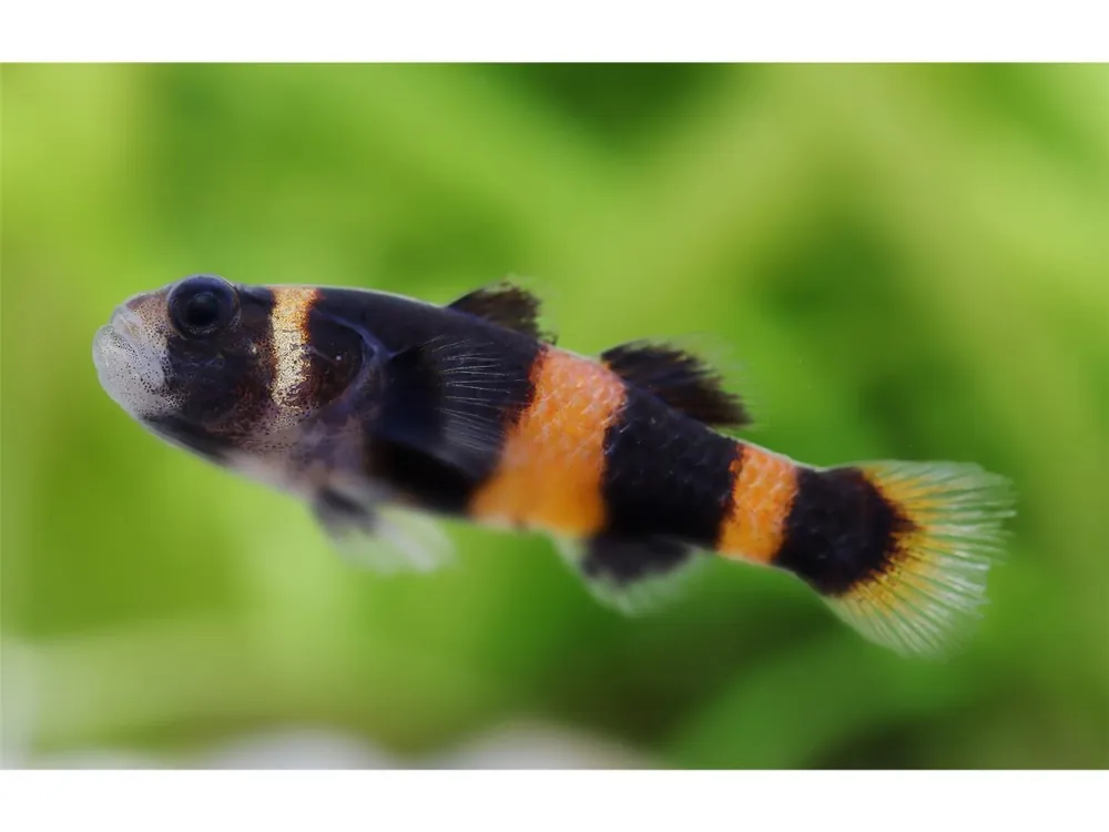 Goldringel Grundel - Brachygobius doriae Heißes Angebot