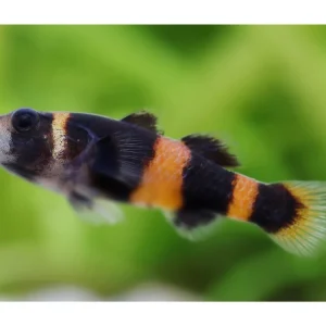 Ghiozzo dagli anelli dorati - Brachygobius doriae Geprüft