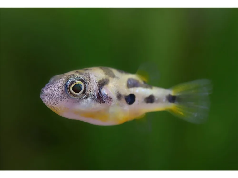 Top-Angebot Poisson-pois nain - Carinotetraodon travancoricus