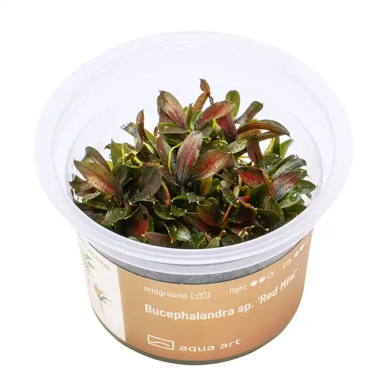 Neu Im Sortiment Bucephalandra sp. Red Mini