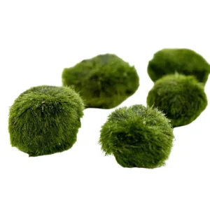 Mega-Angebot Aegagropila linnaei - Mooskugeln XL 5-7 cm