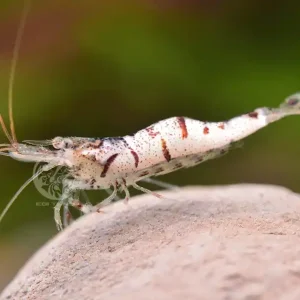 Neuheit Esclusiva: Gamberetti White Zebra Sulawesi | Rendo-Shrimp