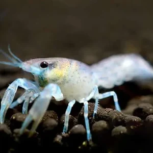 Garantierte Lieferung Gamberi in acquario: Basi per la cura e l'allevamento