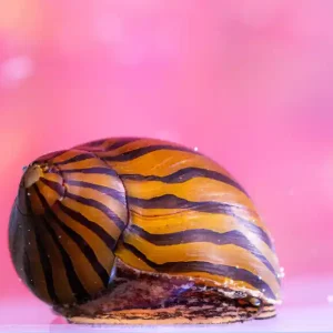 Billig Les néritines en aquarium – Jolies, utiles et faciles à entretenir