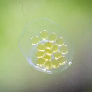 Plaga de caracoles en el acuario – Causas, especies y soluciones eficaces Zertifiziert