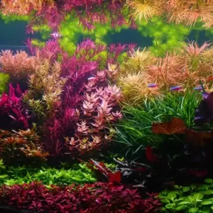 The 10 best aquarium plants for shrimp beginners Neu